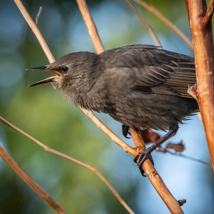 Redwell   27 05 2020   D500   Les 68.jpg